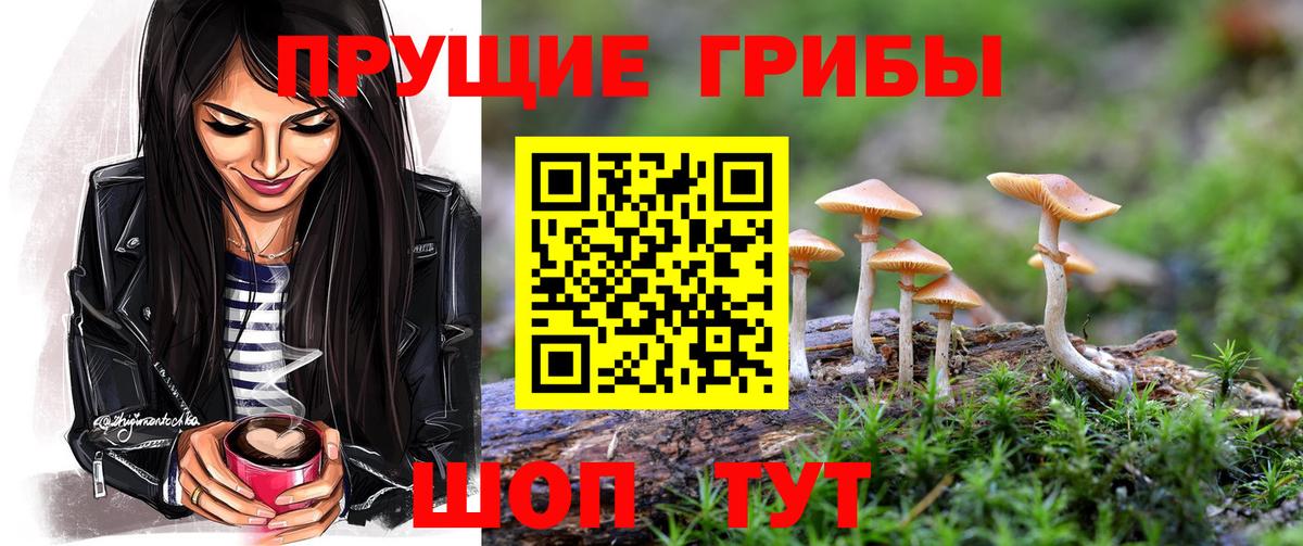 Псилоцибиновые грибы Psilocybine cubensis Томск
